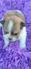 Additional photos: Pomeranian puppies