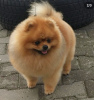 Photo №4. I will sell german spitz in the city of Minsk. from nursery - price - 600$
