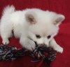 Photo №2 to announcement № 9770 for the sale of german spitz - buy in Slovakia private announcement