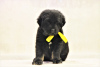 Additional photos: Reservation of puppies Hotosho/Buryat dog