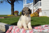 Photo №1. poodle (toy) - for sale in the city of Austin | 400$ | Announcement № 63523