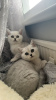 Photo №3. BKH kittens. Germany