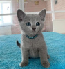 Photo №1. russian blue - for sale in the city of Антверпен | 370$ | Announcement № 120695