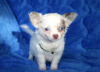 Photo №2 to announcement № 98098 for the sale of chihuahua - buy in Austria private announcement