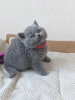 Photo №2 to announcement № 108592 for the sale of british shorthair - buy in Germany 