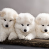 Photo №2 to announcement № 10894 for the sale of  - buy in Ukraine breeder