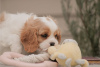 Photo №4. I will sell cavalier king charles spaniel in the city of Wyoming.  - price - negotiated