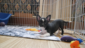 Photo №2 to announcement № 5844 for the sale of chihuahua - buy in Russian Federation from nursery, breeder