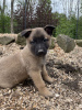 Photo №1. belgian shepherd - for sale in the city of Dolní Morava | negotiated | Announcement № 124689