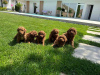 Photo №2 to announcement № 104977 for the sale of poodle (toy), poodle (dwarf) - buy in Serbia 