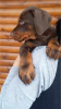 Additional photos: Doberman puppies