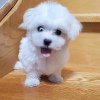 Photo №1. maltese dog - for sale in the city of Las Palmas de Gran Canaria | 371$ | Announcement № 107594