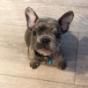 Photo №2 to announcement № 92903 for the sale of french bulldog - buy in Finland private announcement