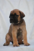 Photo №1. cane corso - for sale in the city of Belgrade | negotiated | Announcement № 111066