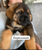 Photo №3. Rottweiler puppies. Russian Federation