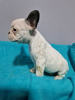 Photo №3. French bulldog puppies for sale. Serbia