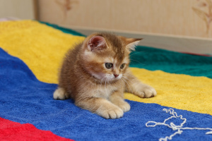 Additional photos: Scottish kitten, boy