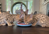 Photo №2 to announcement № 30180 for the sale of savannah cat - buy in Russian Federation private announcement