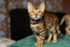 Photo №3. Healthy cute Bengal kittens available now for sale. New Zealand