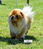 Additional photos: Chow Chow Male Puppies For Sale!