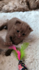 Photo №2 to announcement № 75510 for the sale of british shorthair - buy in Germany breeder