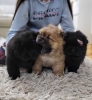 Photo №2 to announcement № 127551 for the sale of chow chow - buy in Serbia breeder