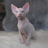 Photo №2 to announcement № 17778 for the sale of sphynx cat - buy in Ukraine from nursery