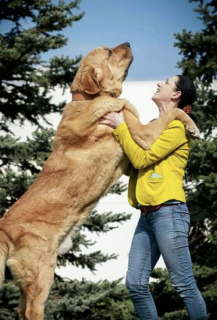 Photo №2 to announcement № 6758 for the sale of spanisch mastiff - buy in Ukraine private announcement