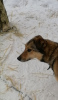 Photo №1. non-pedigree dogs - for sale in the city of Pushkino | Is free | Announcement № 10393