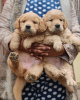 Photo №1. golden retriever - for sale in the city of Амстердам | negotiated | Announcement № 44006