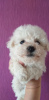 Photo №2 to announcement № 11167 for the sale of bichon frise - buy in Ukraine breeder