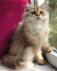 Photo №1. british longhair - for sale in the city of Lviv | 300$ | Announcement № 24862