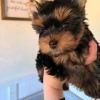 Photo №3. Amazing Yorkie puppies Business WhatsApp 37256062792. Finland