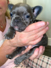 Photo №2 to announcement № 31237 for the sale of french bulldog - buy in United States breeder