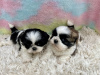 Photo №1. shih tzu - for sale in the city of Los Angeles | 250$ | Announcement № 99272