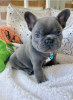 Photo №2 to announcement № 123308 for the sale of french bulldog - buy in Finland private announcement