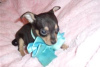 Photo №3. Adorable Chihuahua Puppies for free adoption. Germany