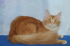Photo №4. I will sell maine coon in the city of Москва. from nursery, breeder - price - 195$