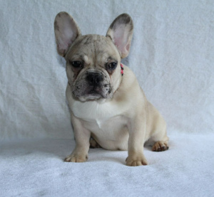 Photo №1. french bulldog - for sale in the city of New York | 3600$ | Announcement № 6989