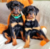 Photo №1. rottweiler - for sale in the city of Warsaw | 1268$ | Announcement № 63285