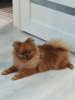 Photo №1. pomeranian - for sale in the city of Москва | negotiated | Announcement № 36935