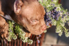 Photo №4. I will sell american bully in the city of Borisov. breeder - price - 1057$