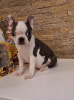 Photo №3. Boston Terrier puppies. Serbia