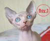 Photo №1. sphynx cat - for sale in the city of Miami | negotiated | Announcement № 59451