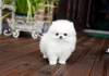 Photo №1. pomeranian - for sale in the city of Prague | Is free | Announcement № 124136