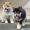 Photo №1. shiba inu - for sale in the city of Marseilles | negotiated | Announcement № 58287