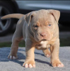 Photo №2 to announcement № 92655 for the sale of american bully - buy in United States breeder