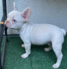 Additional photos: french bulldog