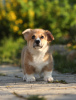 Additional photos: Welsh Corgi Pembroke puppies