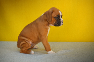 Additional photos: Boxer puppy redhead girl